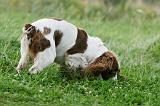SPRINGER SPANIEL 079